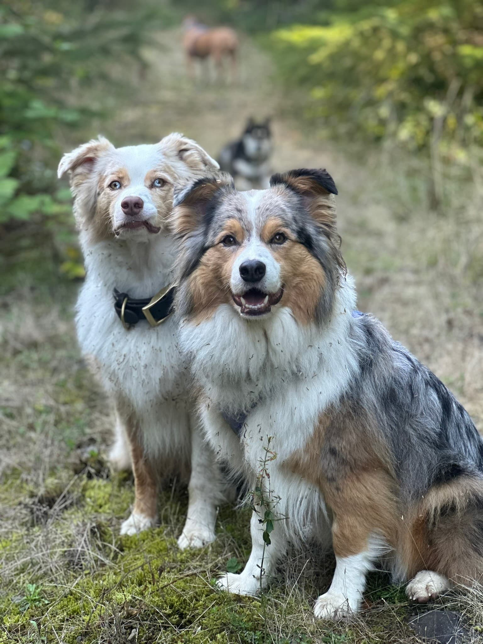 Two dogs out together