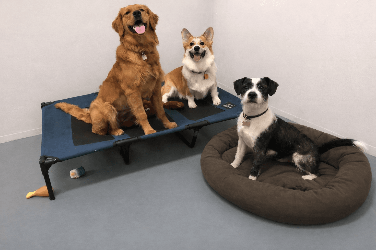 Dog boarding in a cozy home