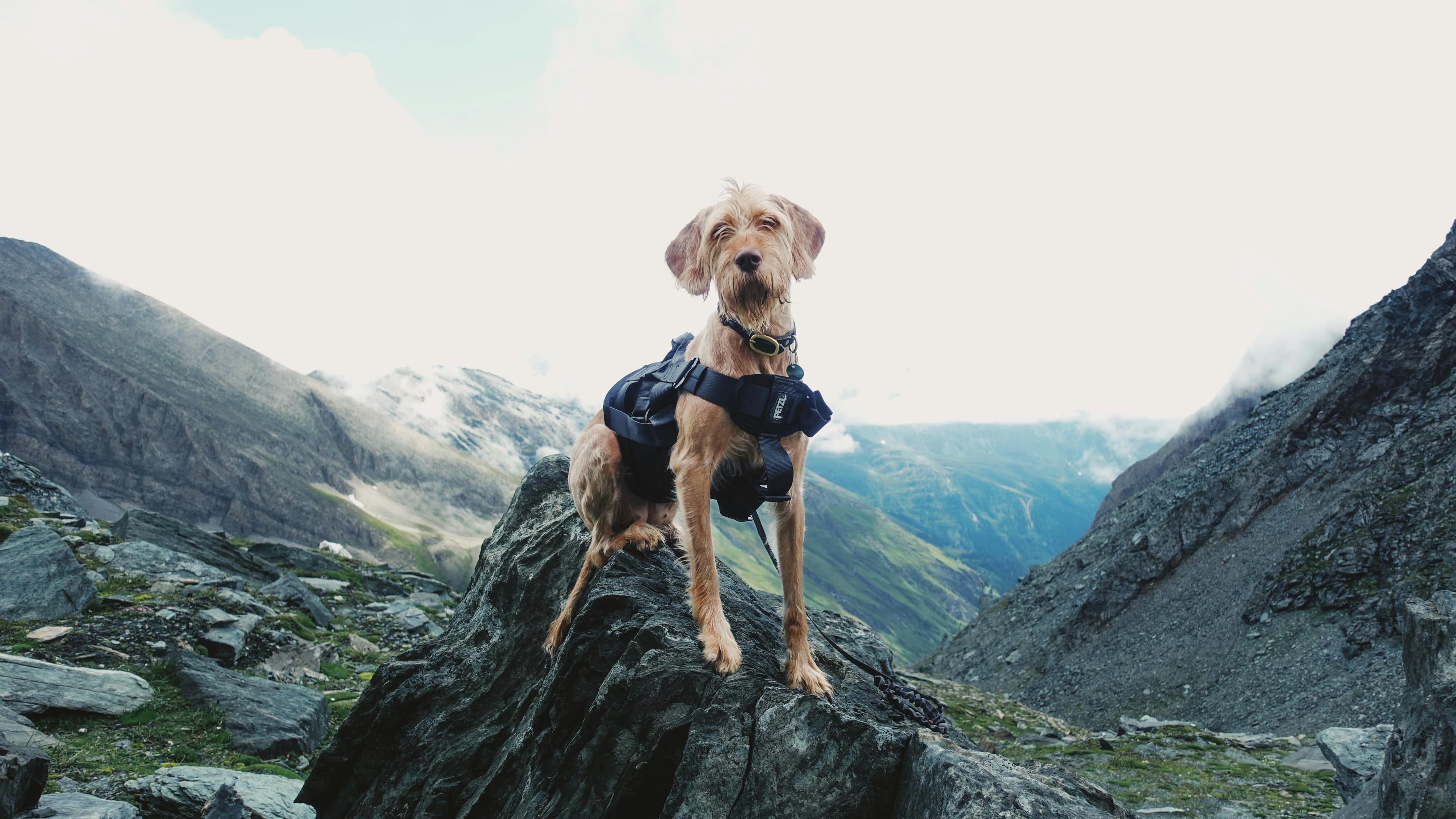 Dog hiking on a trail