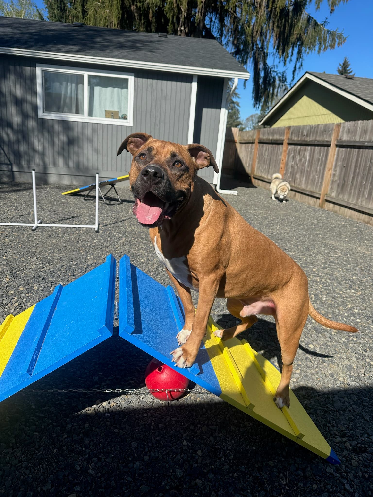 Dogs playing at daycare