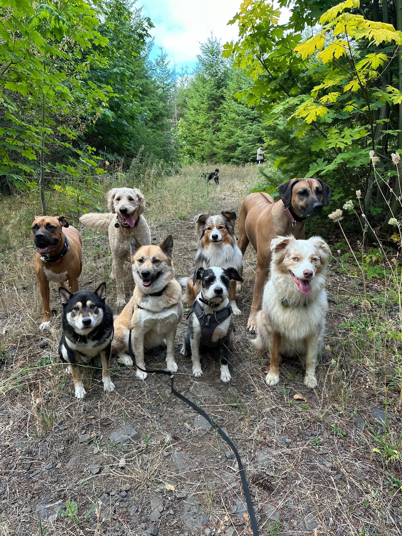 Happy dogs outdoors
