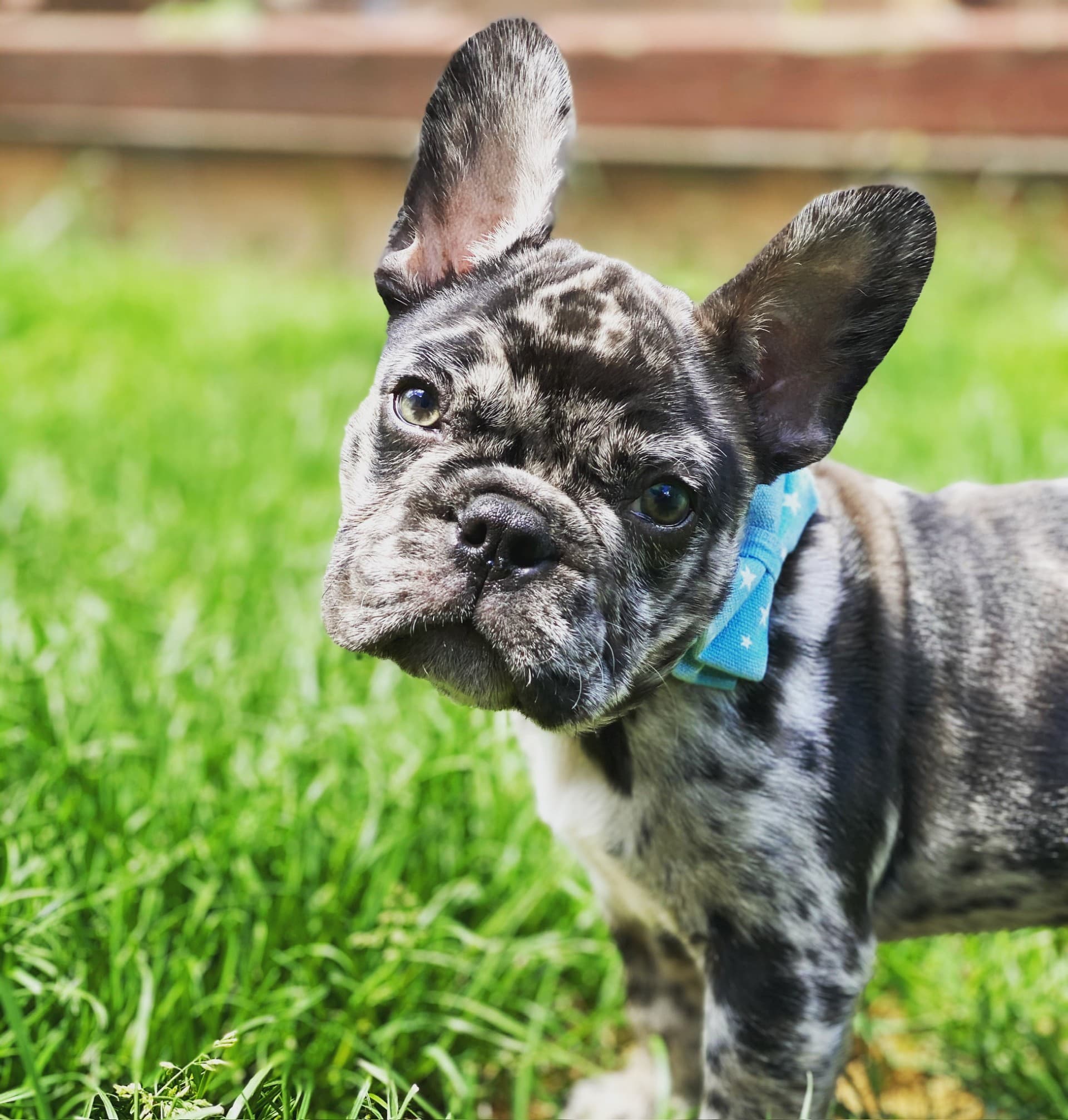 Super cute frenchie
