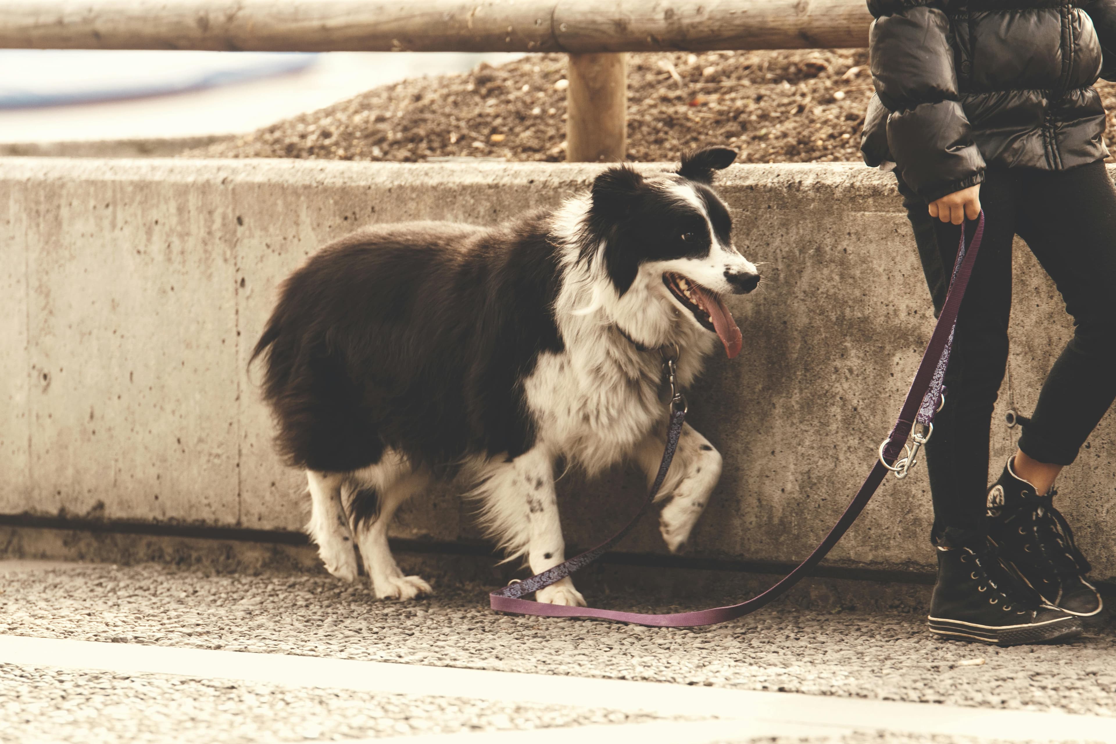 Dog on a neighborhood walk