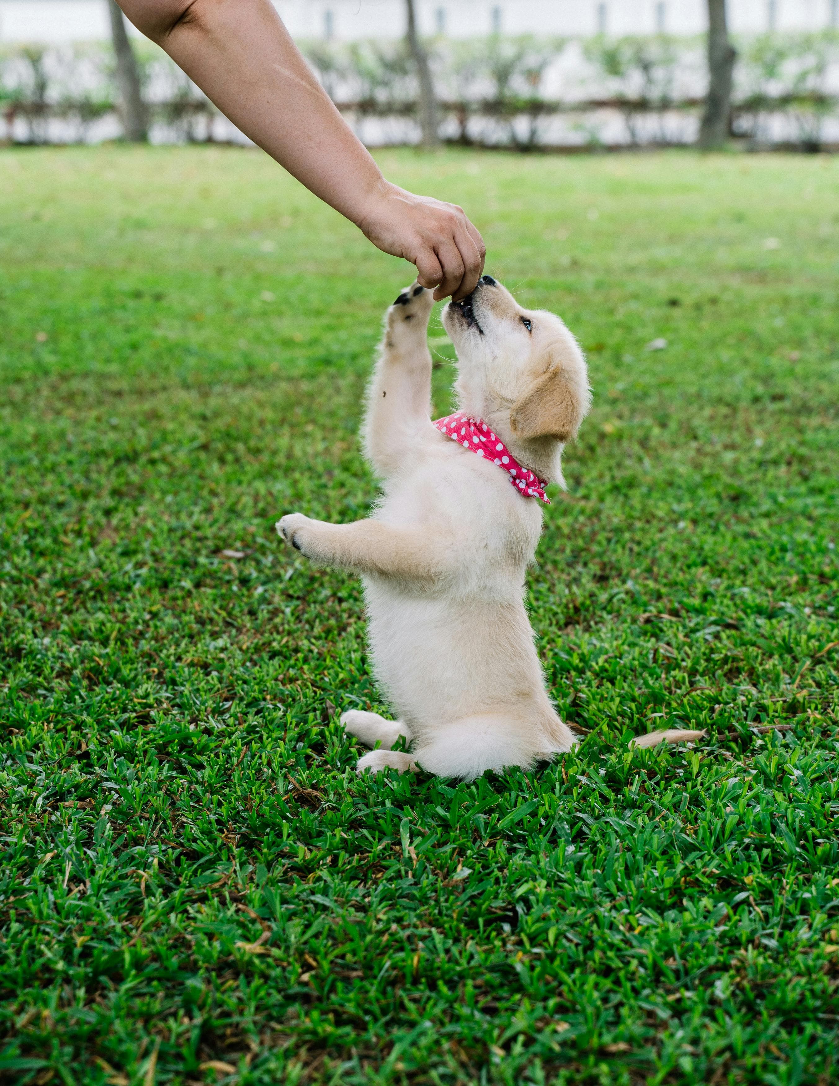 Dog training session
